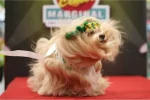 2024 Pet Fashion Show